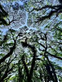 De Djawatan Forest in Indonesia is Amazing❤️