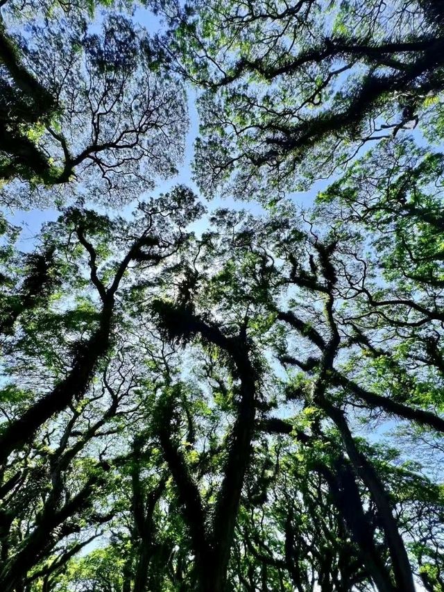 De Djawatan Forest in Indonesia is Amazing❤️