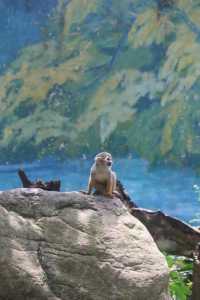 四川成都｜成都動物園，與動物親密接觸。
