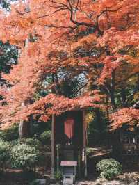 佐贺九年庵与大兴善寺：历史与自然的静谧对话。
