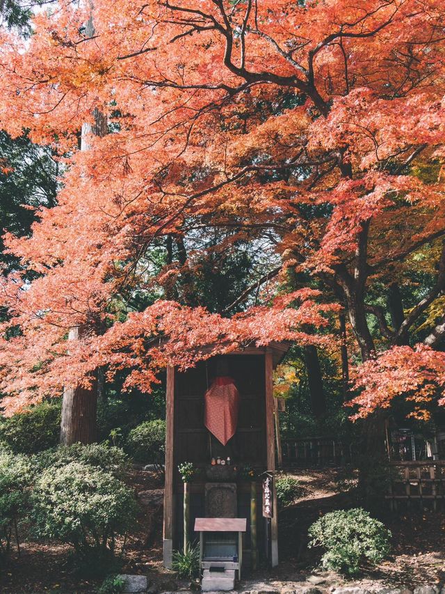 佐贺九年庵与大兴善寺：历史与自然的静谧对话。