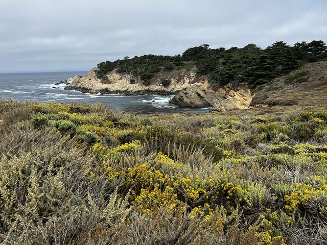 Point Lobos 州保護區。