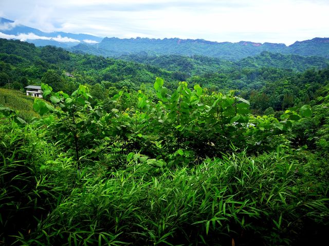 沐川大楠鎮——一個未經開發的人間仙境。