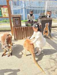 帶孩子來神戶一定要去這家動物王國！附攻略。