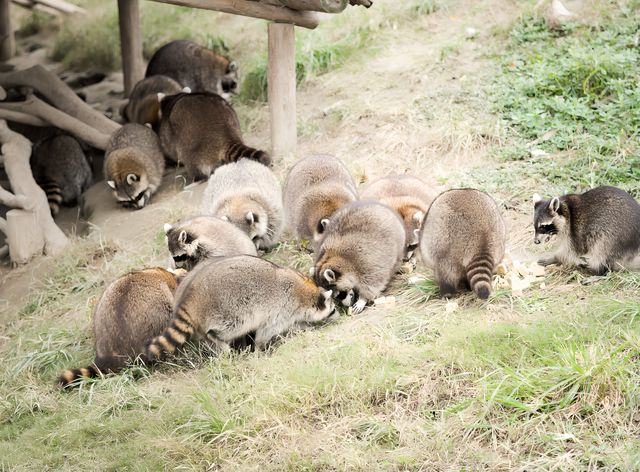 不知道哪裡遛娃？南通森林野生動物園餵水豚！