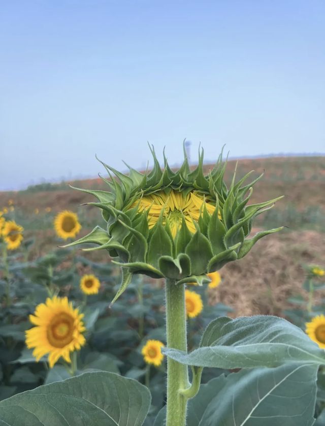 去義烏植物園，去「班味吸氧」。