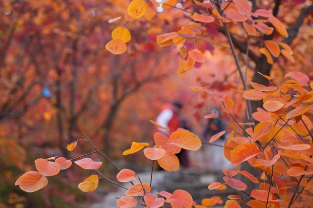 坡峰嶺。 坡峰嶺。