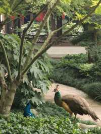 西安這家酒店居然在院子裡養孔雀？？？。