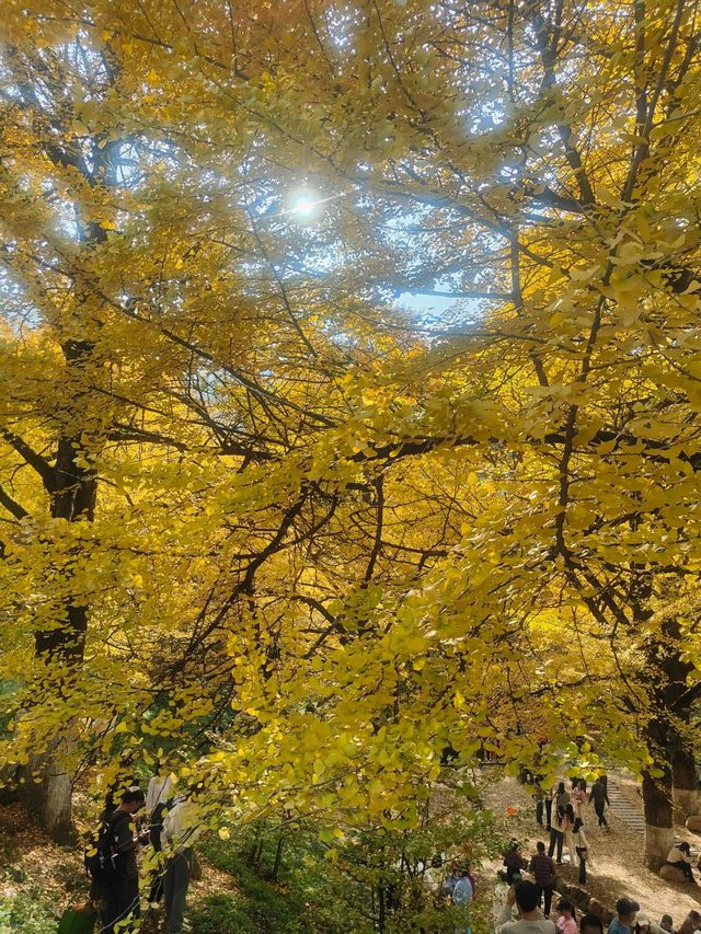 湖南永州｜桐子坳｜賞秋好去處。