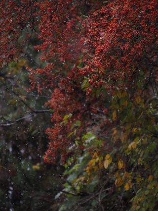 Niubeiliang National Forest Park, Shangluo, Shaanxi | A park for urbanites. 