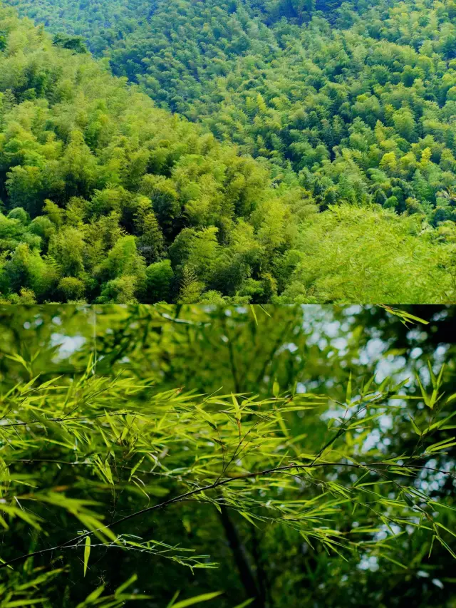 宜興竹海有多美。