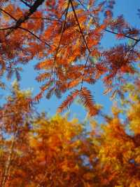 真紅了!合肥四季花海紅杉林這時美成油畫!。