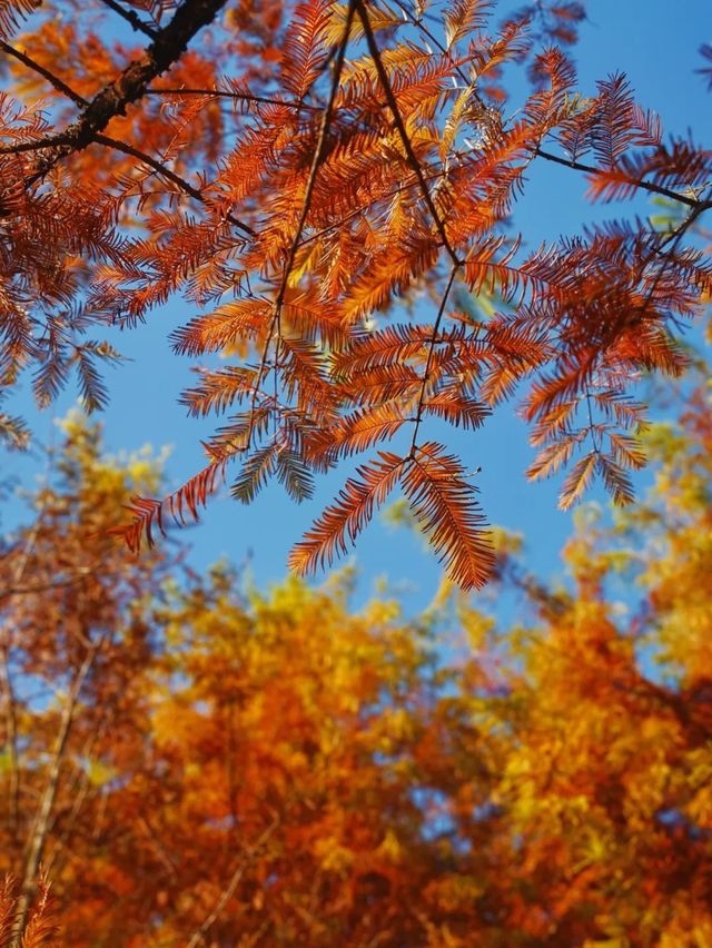 真紅了!合肥四季花海紅杉林這時美成油畫!。 真紅了!合肥四季花海紅杉林這時美成油畫!。