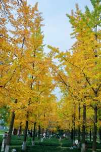 成都免費銀杏公園超好拍。