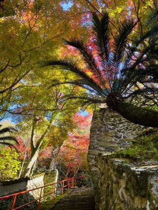 Japan, Wakayama.