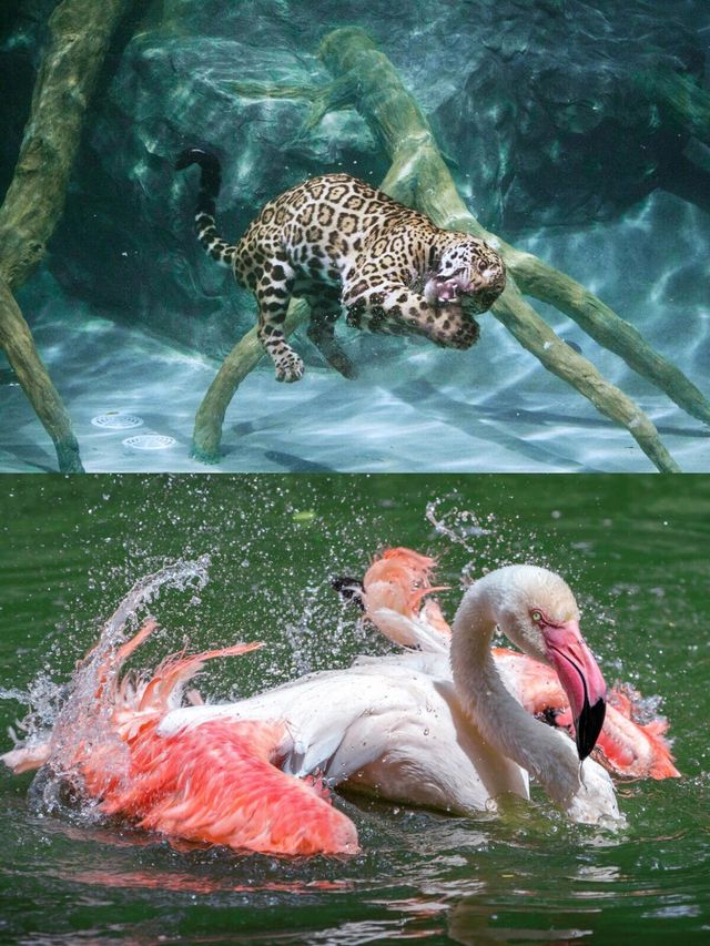 熬夜整理清邁夜間動物園の實用攻略。
