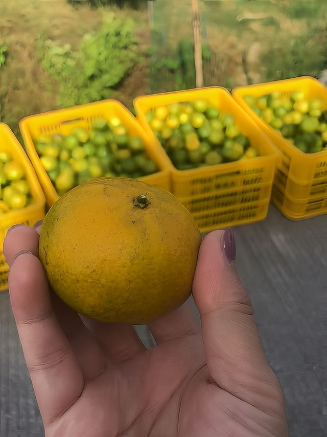 廣東人民的曬秋季來了