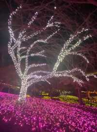 Visited the Sagamiko Light Show!!