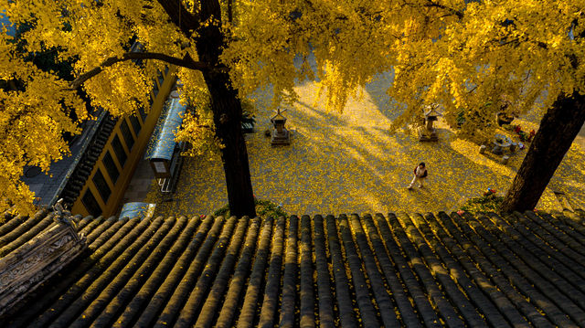 定慧寺千年銀杏：金秋禪意之美