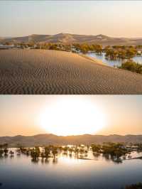 塔里木河流域胡楊林