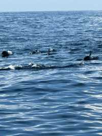 Magical Experience of Whale Watching in Mirissa