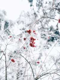 誰懂得！南方孩子看見雪的快樂！