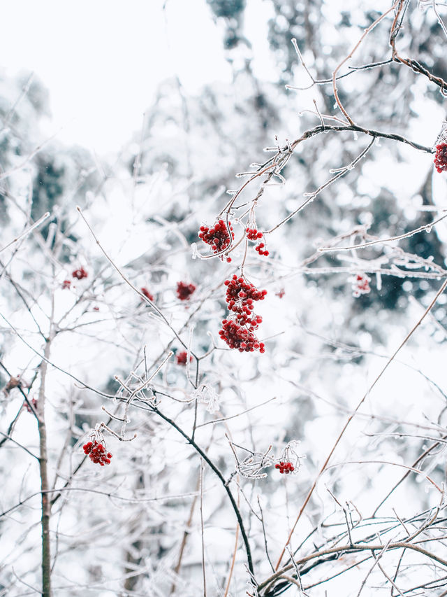 誰懂得！南方孩子看見雪的快樂！