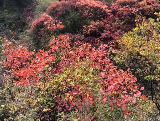 Zijia Valley, Yuncheng | Discover the beauty of nature