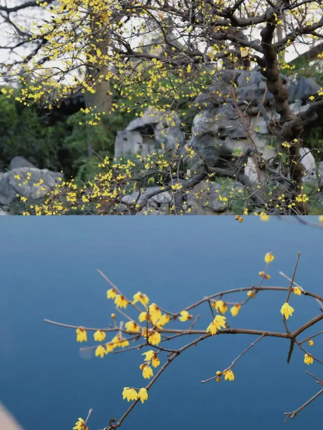 Must-visit places for plum blossom viewing in Suzhou in January! 