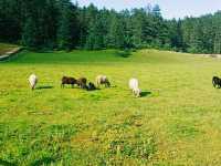Yak Meadow: The True Tranquility, Feeling of Nirvana State