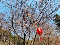 晴日，再訪梅花谷