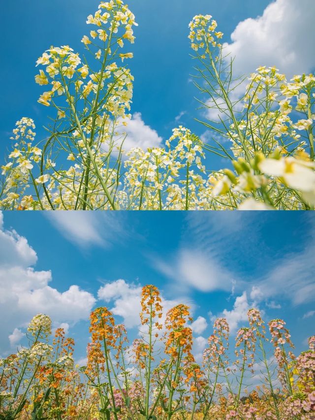誰懂啊成都這片花海滿足了我對春天的嚮往