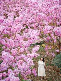 江門綠美生態園🌸漫山遍野风铃花海盛开