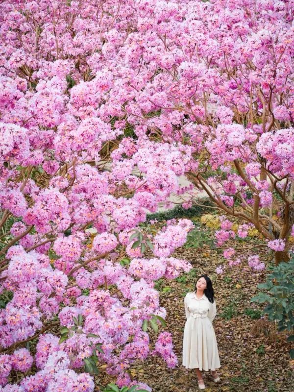 江門綠美生態園🌸漫山遍野风铃花海盛开
