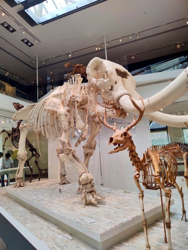Summer Visit to the Natural History Museum of Los Angeles 🦖🌞