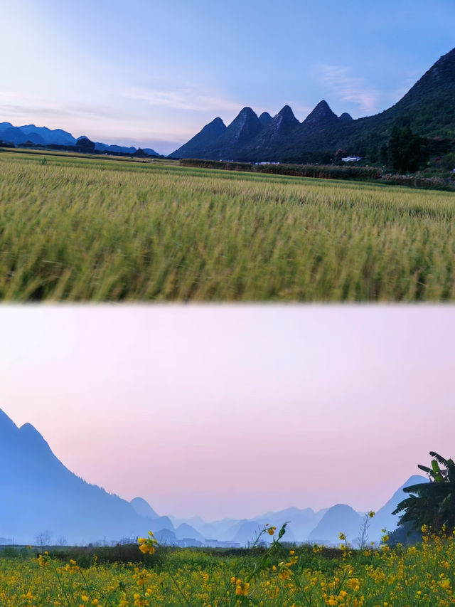沐春山居，棲秀堂前 | 油菜花季