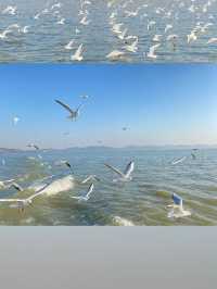 冬遊江浙滬上海-杭州-蘇州必玩指南