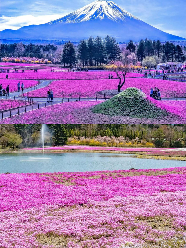 接下來日本的花，粉蝶藍：宮崎駿動畫裡的世界🪄