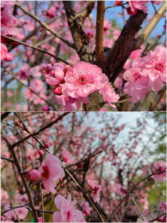 春天已經開始期待3月份嘅桃花啦