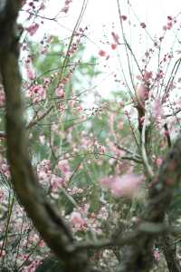 上海世紀公園——共赴梅花的盛宴