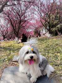 又是一年梅花季 - 黃橋梅花園