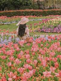 3月中旬不要錯過上海市區的這片鬱金香花海