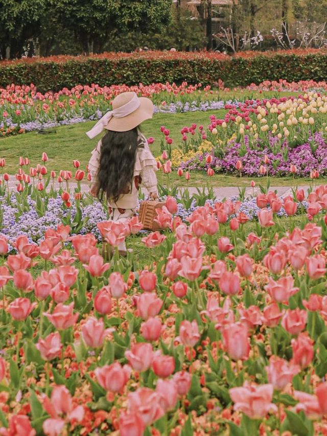 3月中旬不要錯過上海市區的這片鬱金香花海