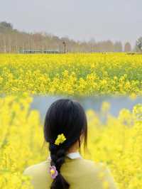注意重慶廣陽島千畝油菜花即將盛開…