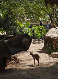 廣州動物園20元的快樂