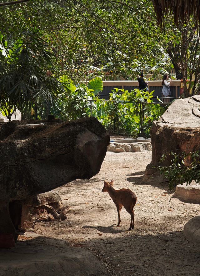 廣州動物園20元的快樂