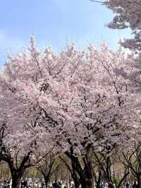 🌸邂逅首爾櫻花季，浪漫藏在每一幀live圖裡