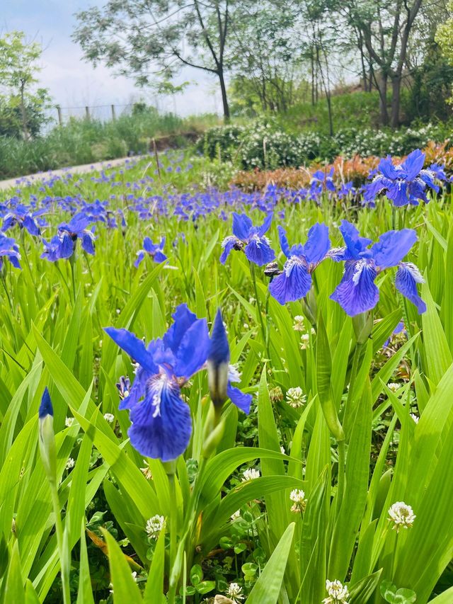 簡陽鰲山公園，春回大地