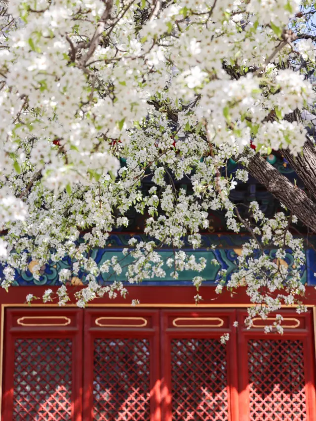 再有2星期就到老北京胡同梨花盛放嘅時候喇（內附攻略）