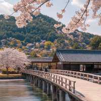 🌸日本·絕美賞櫻地推薦